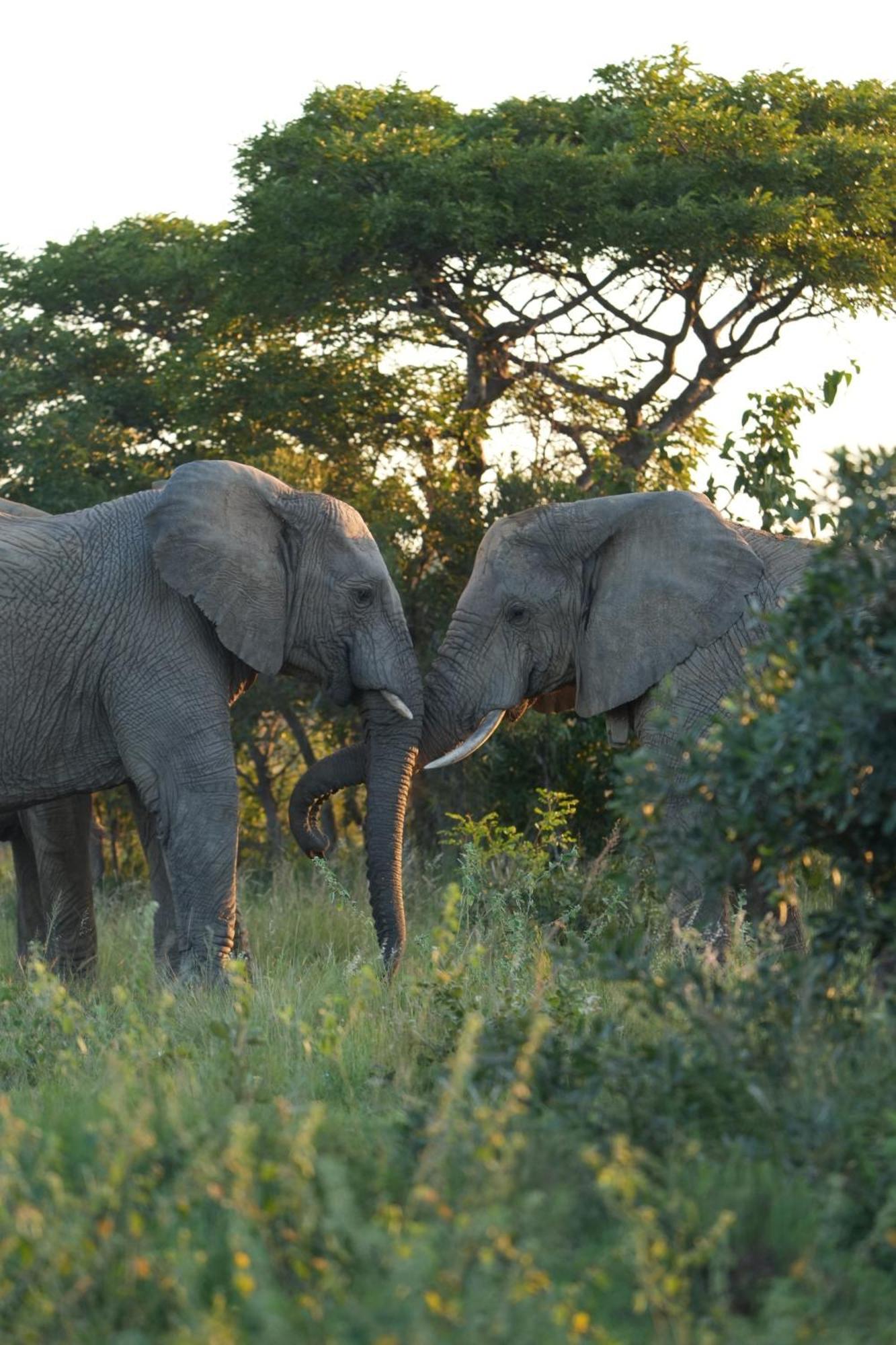 Shibula Safari Lodge Welgevonden Vadrezervátum Kültér fotó