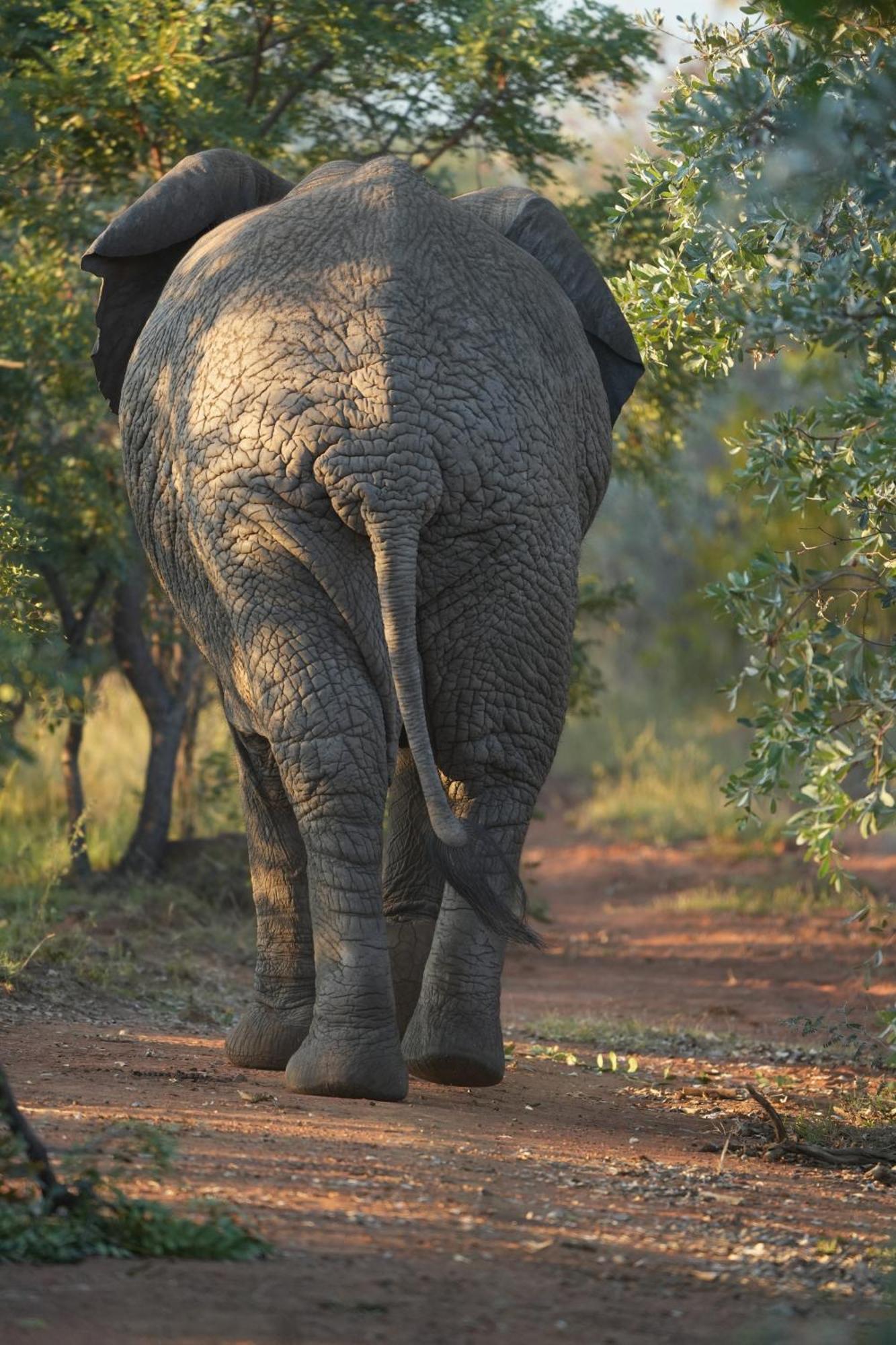 Shibula Safari Lodge Welgevonden Vadrezervátum Kültér fotó