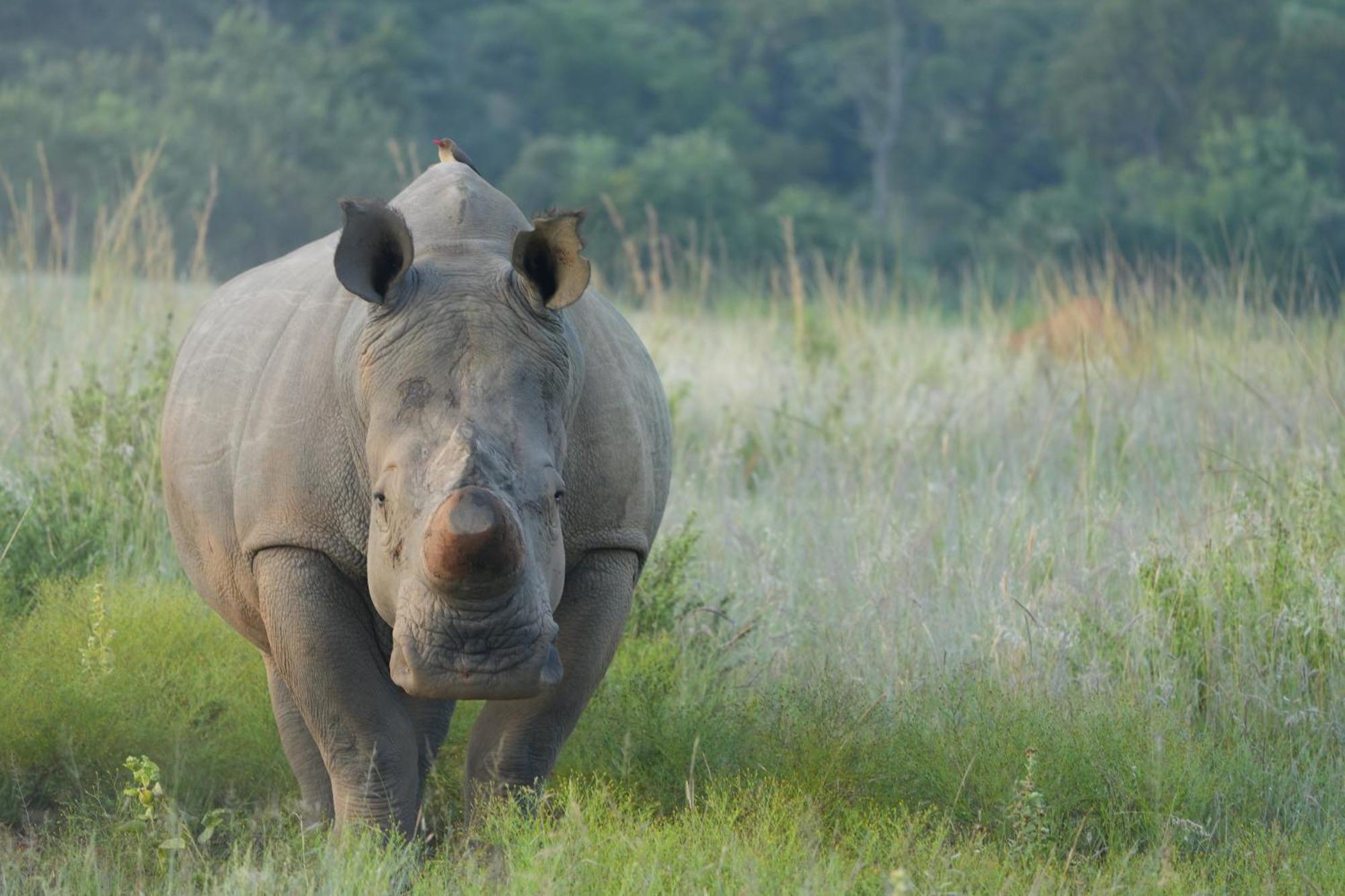 Shibula Safari Lodge Welgevonden Vadrezervátum Kültér fotó