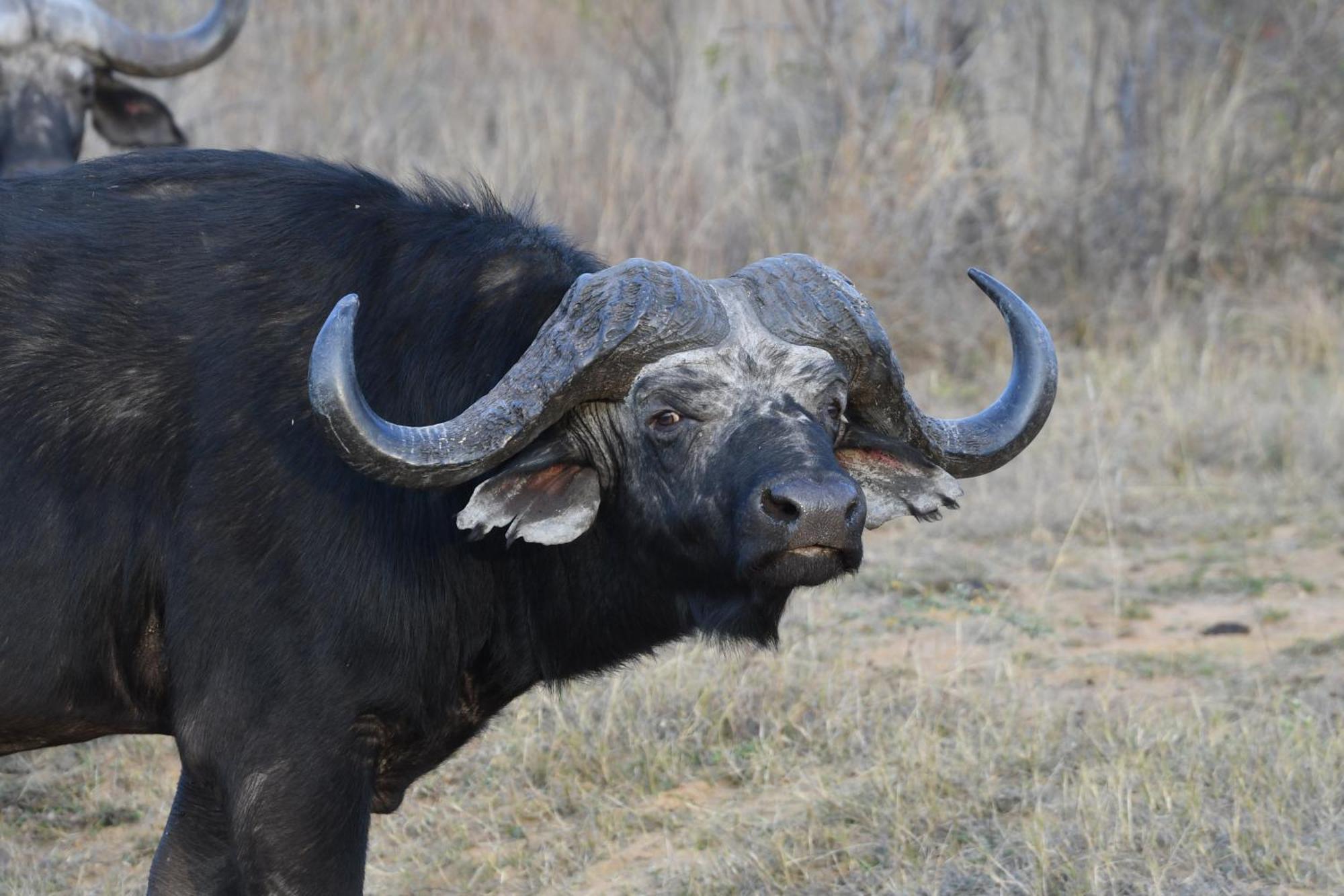 Shibula Safari Lodge Welgevonden Vadrezervátum Kültér fotó