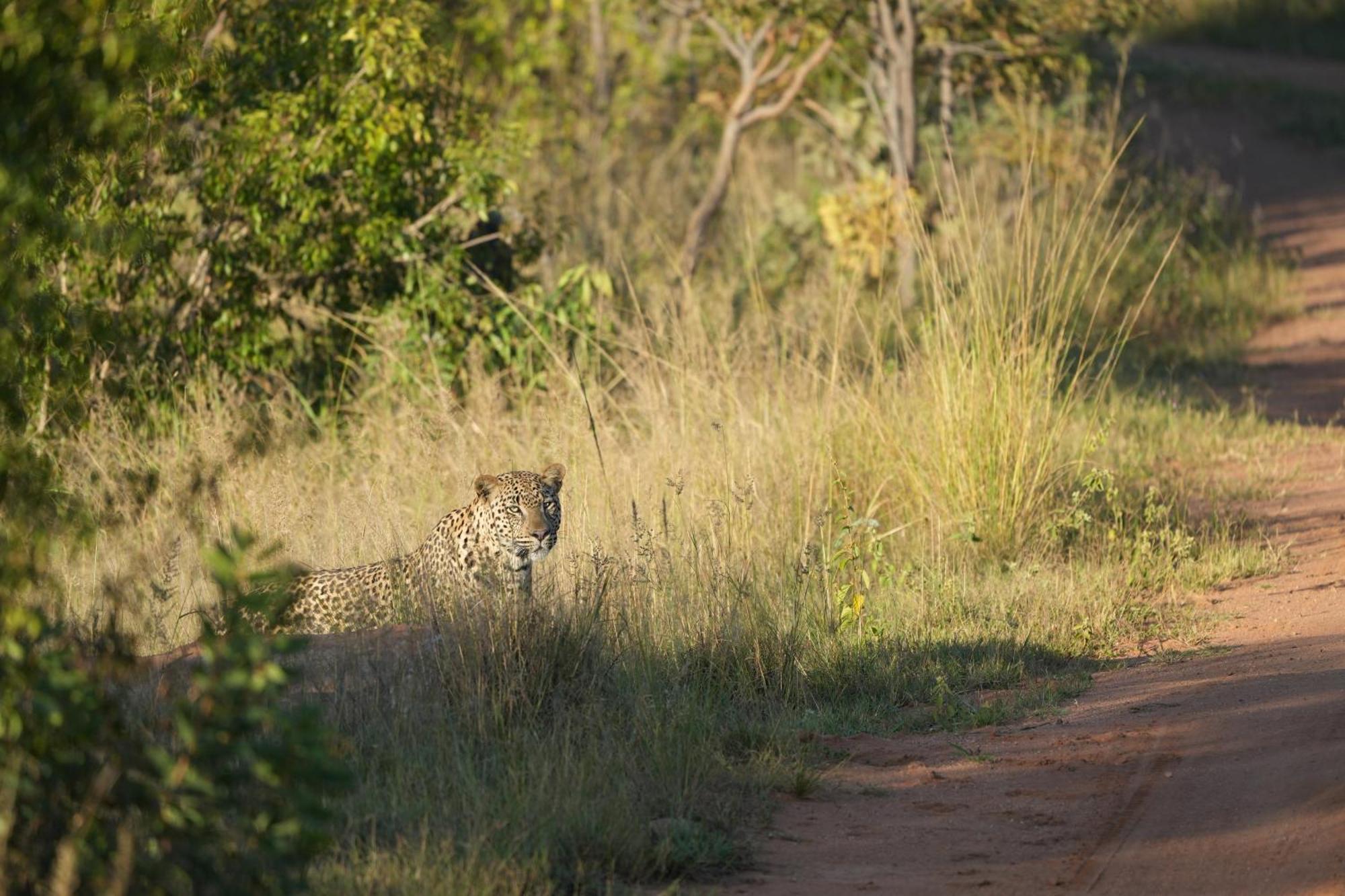 Shibula Safari Lodge Welgevonden Vadrezervátum Kültér fotó