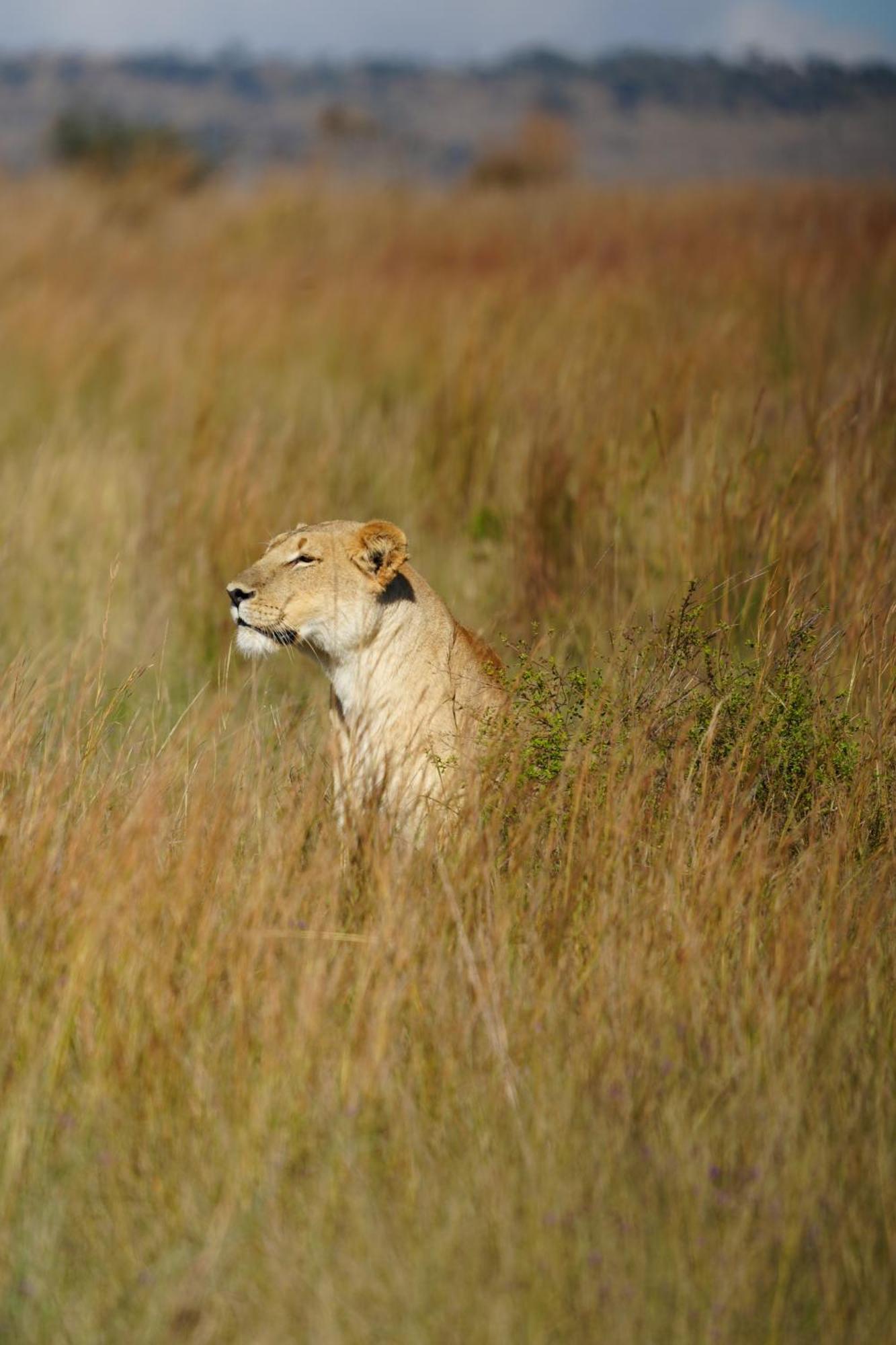 Shibula Safari Lodge Welgevonden Vadrezervátum Kültér fotó