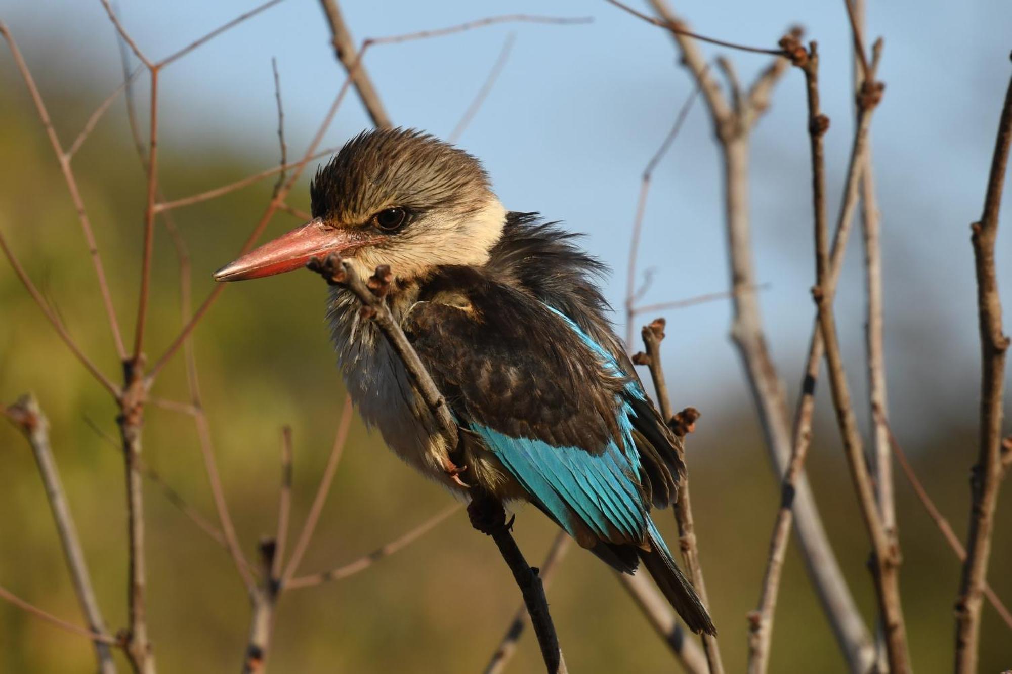 Shibula Safari Lodge Welgevonden Vadrezervátum Kültér fotó