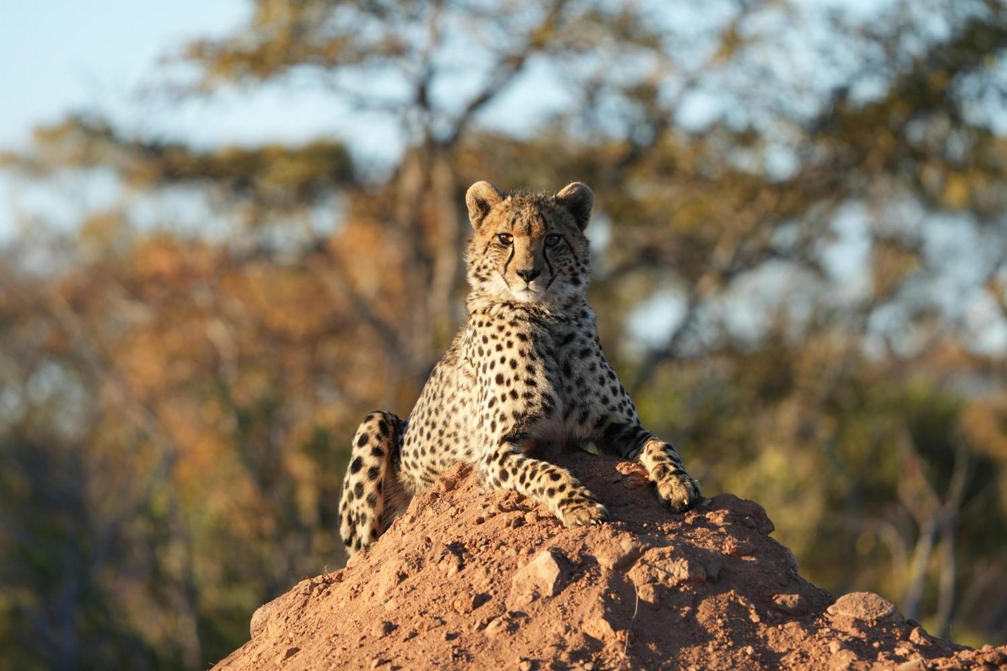 Shibula Safari Lodge Welgevonden Vadrezervátum Kültér fotó
