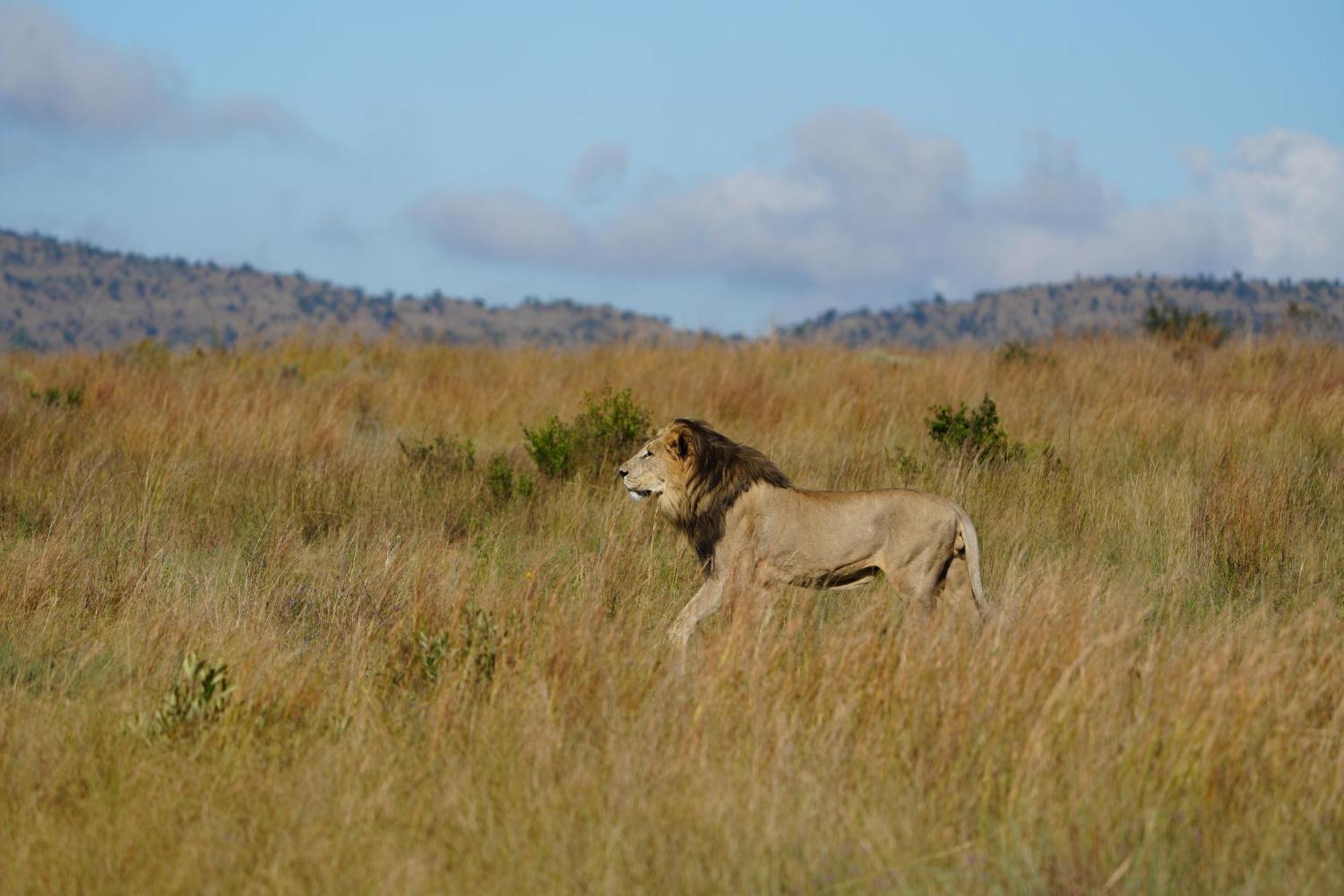 Shibula Safari Lodge Welgevonden Vadrezervátum Kültér fotó