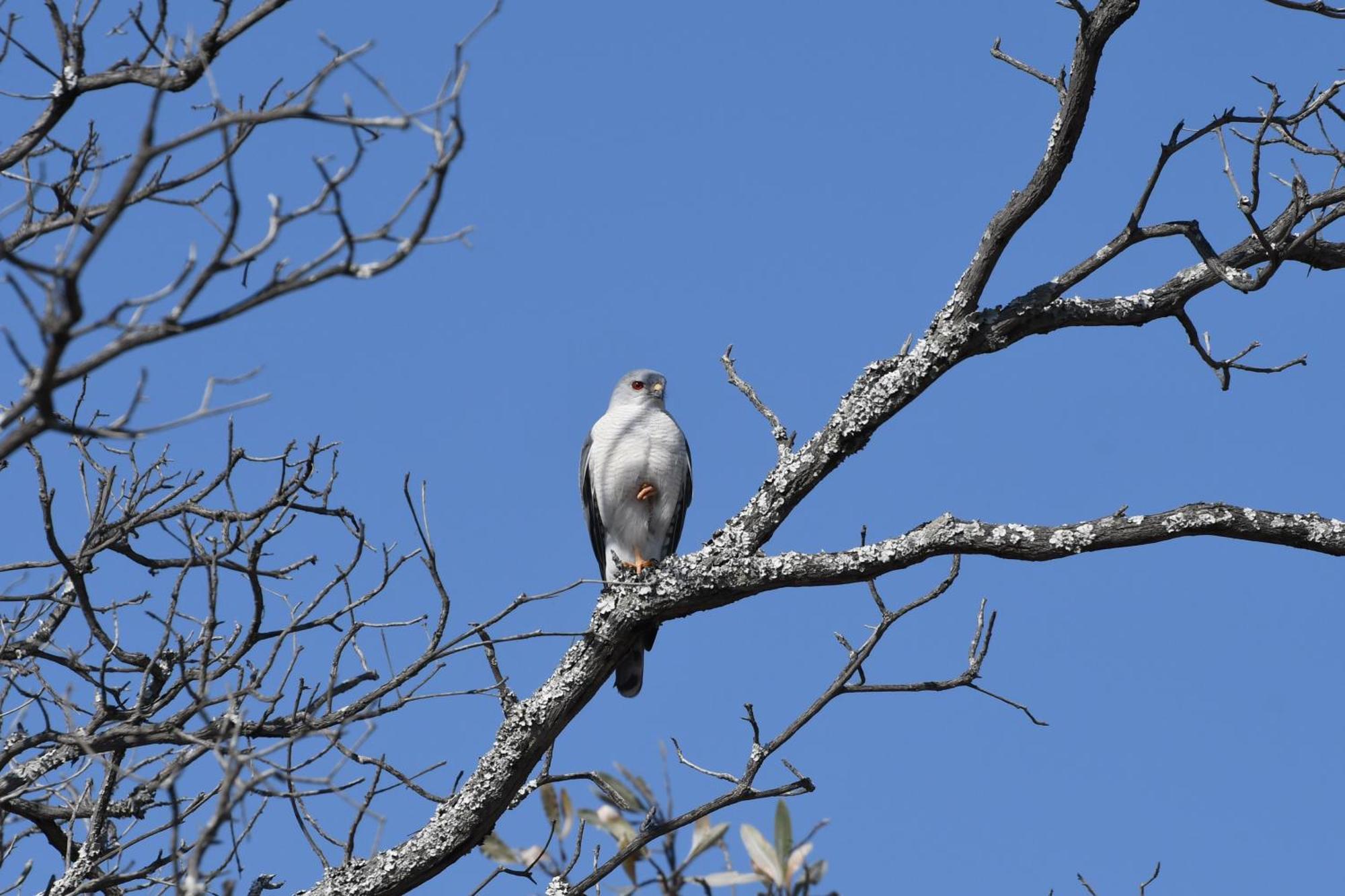 Shibula Safari Lodge Welgevonden Vadrezervátum Kültér fotó